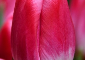 Tulipa Pink Stone ® (3)